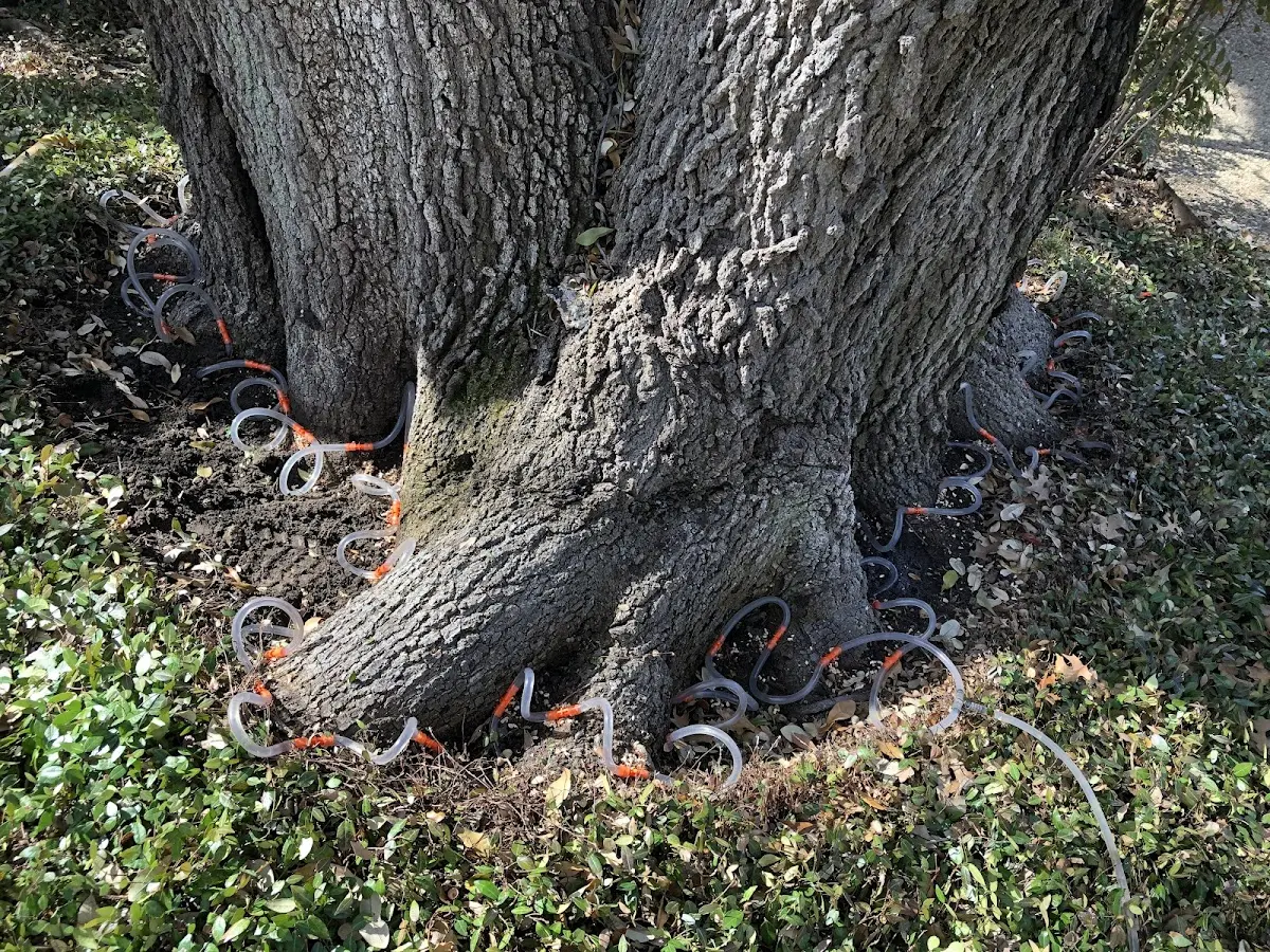 Detailed Tree Cabling and Bracing job site in Marine On Saint Croix
