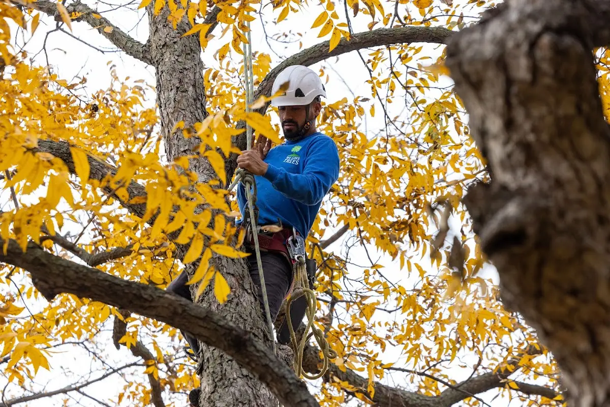 Skilled Tree Pruning crew working in Marine On Saint Croix